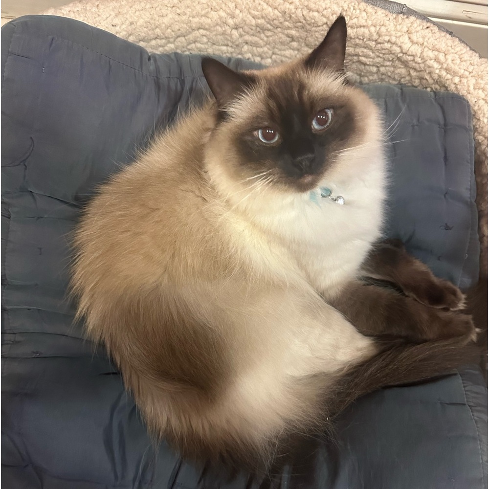 Meet your Posher, Dakota